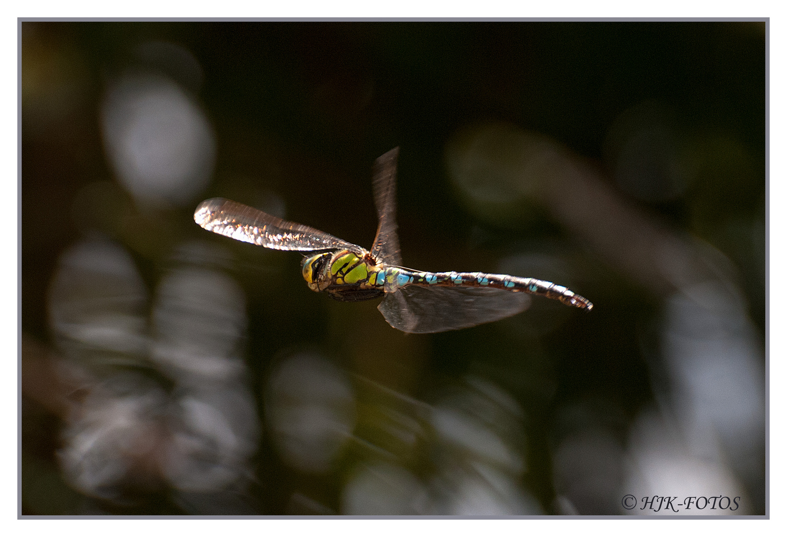 Libelle im Flug