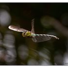 Libelle im Flug