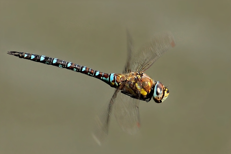 Libelle im Flug