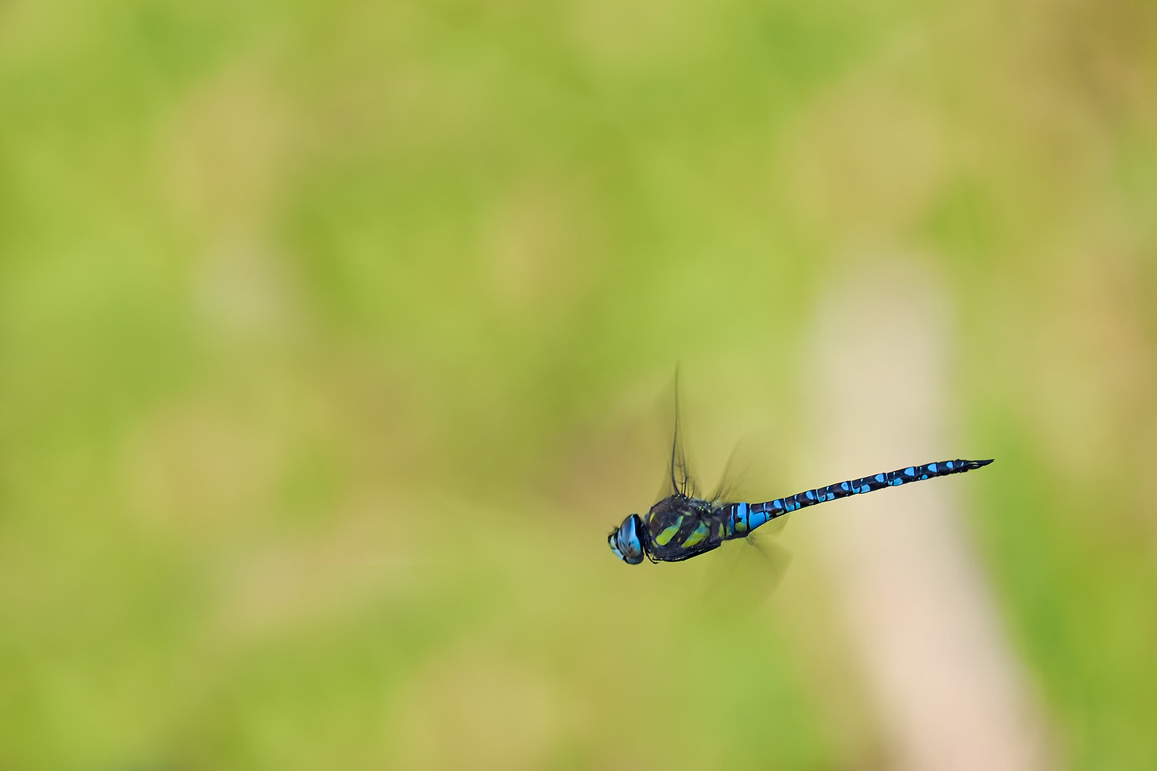 Libelle im Flug