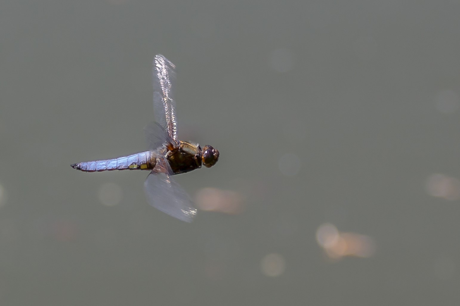 Libelle im Flug