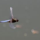 Libelle im Flug