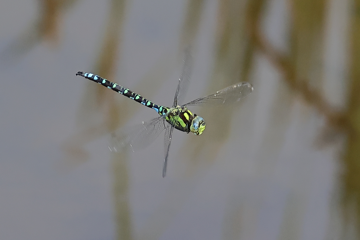 Libelle im Flug