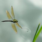 Libelle im Flug