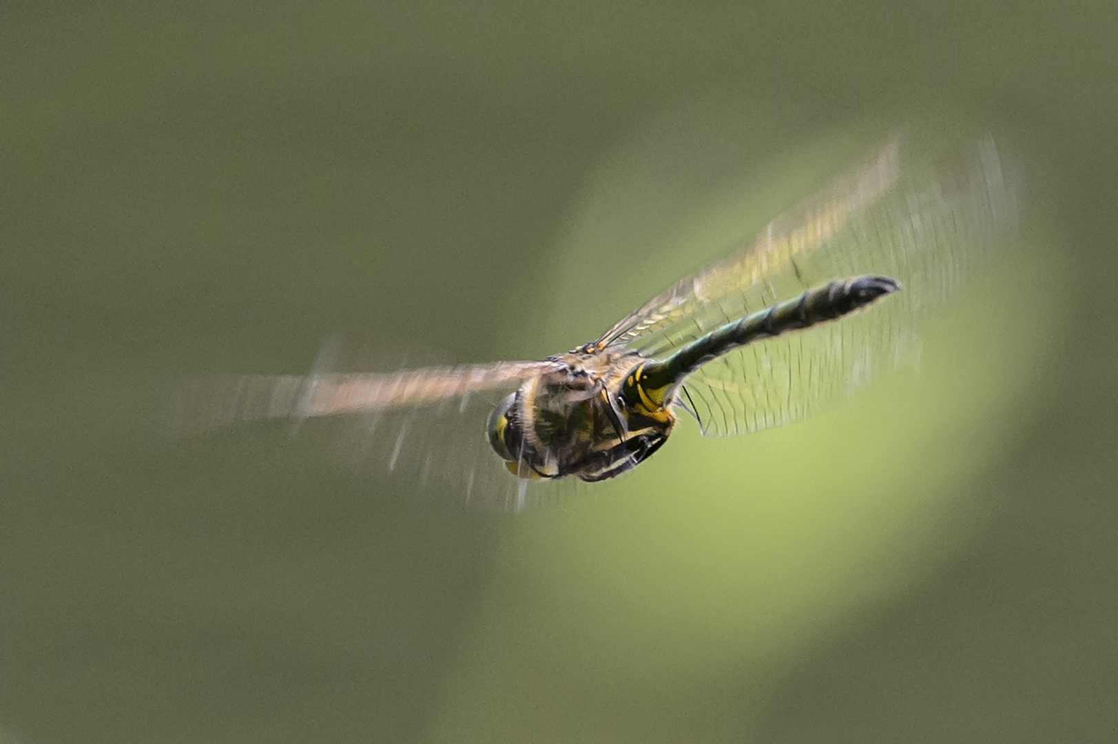 libelle im Flug