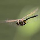 libelle im Flug