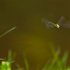 Libelle im Flug