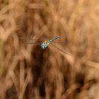 Libelle im Flug