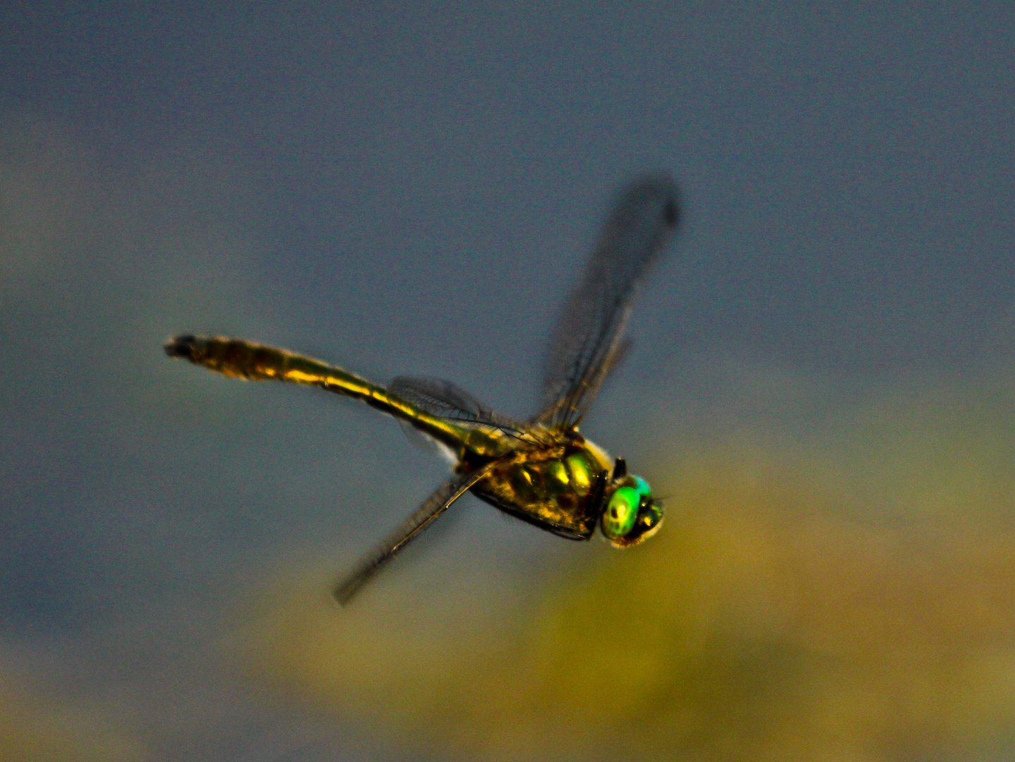 Libelle im Flug