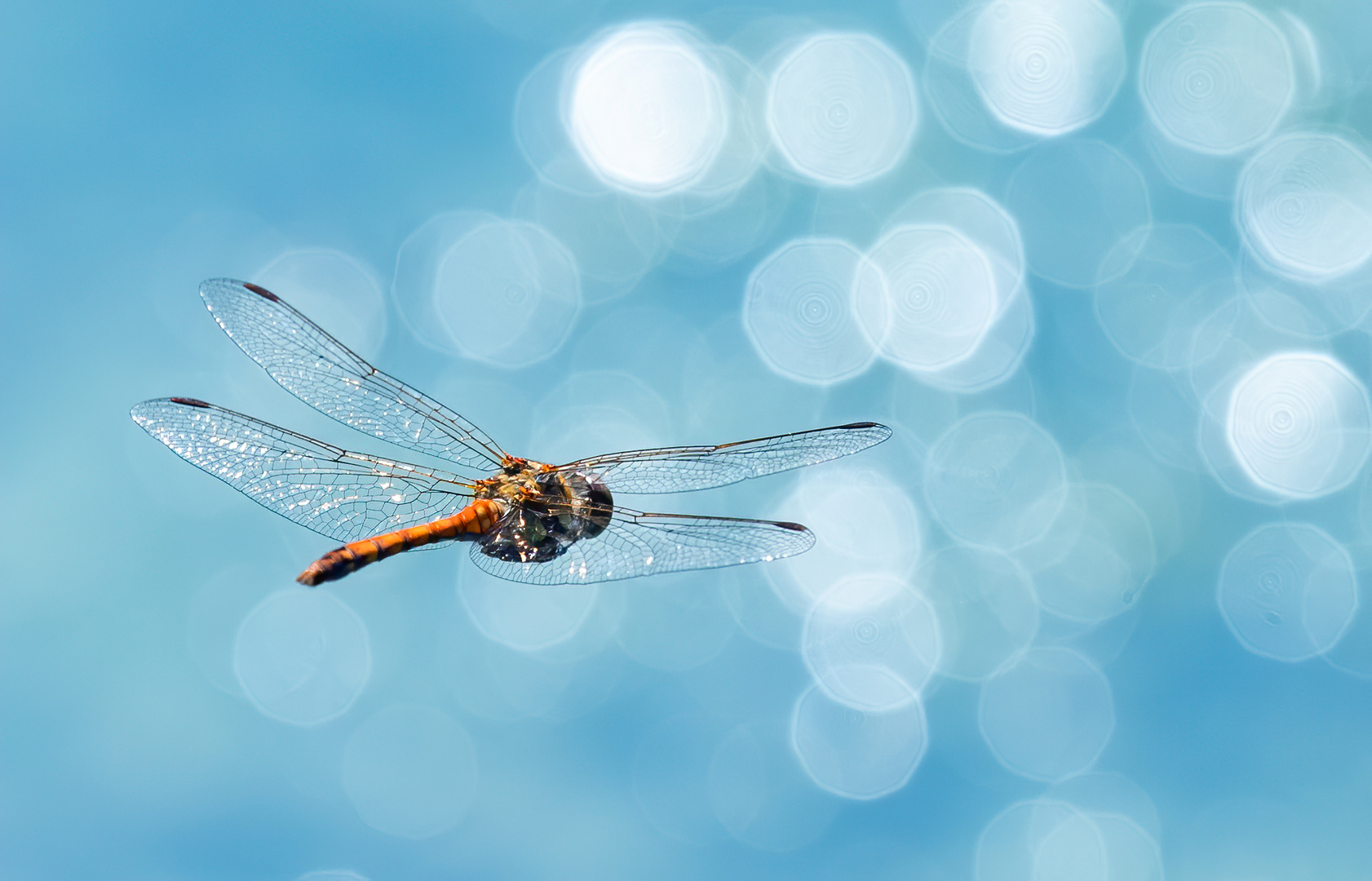 Libelle im Flug