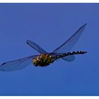 *** Libelle im Flug ***