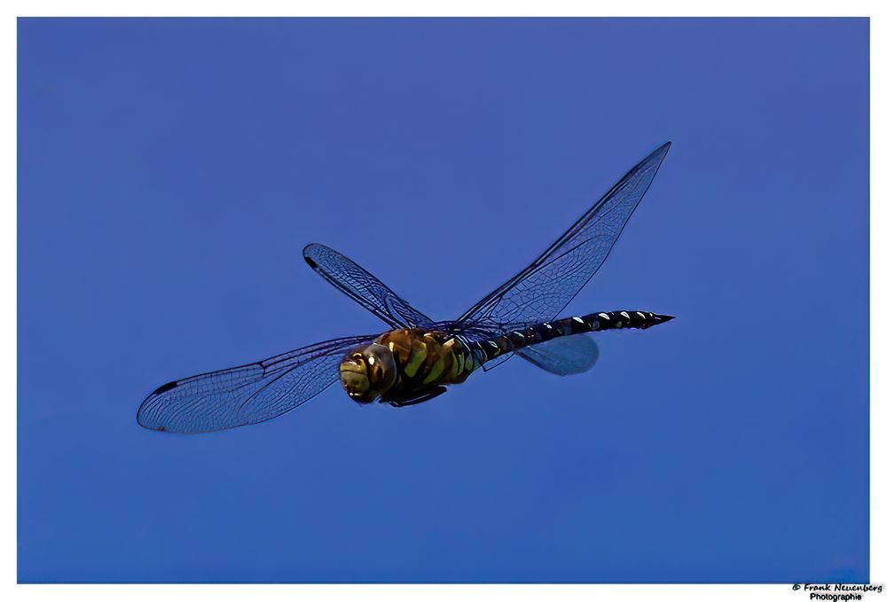 *** Libelle im Flug ***