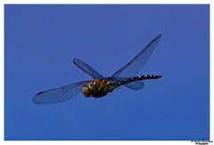 *** Libelle im Flug ***