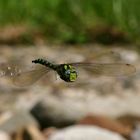 Libelle im Flug an unserem Teich