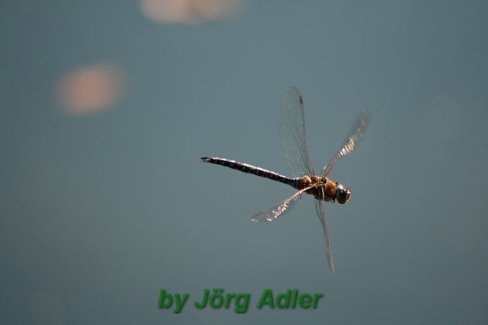 Libelle im Flug