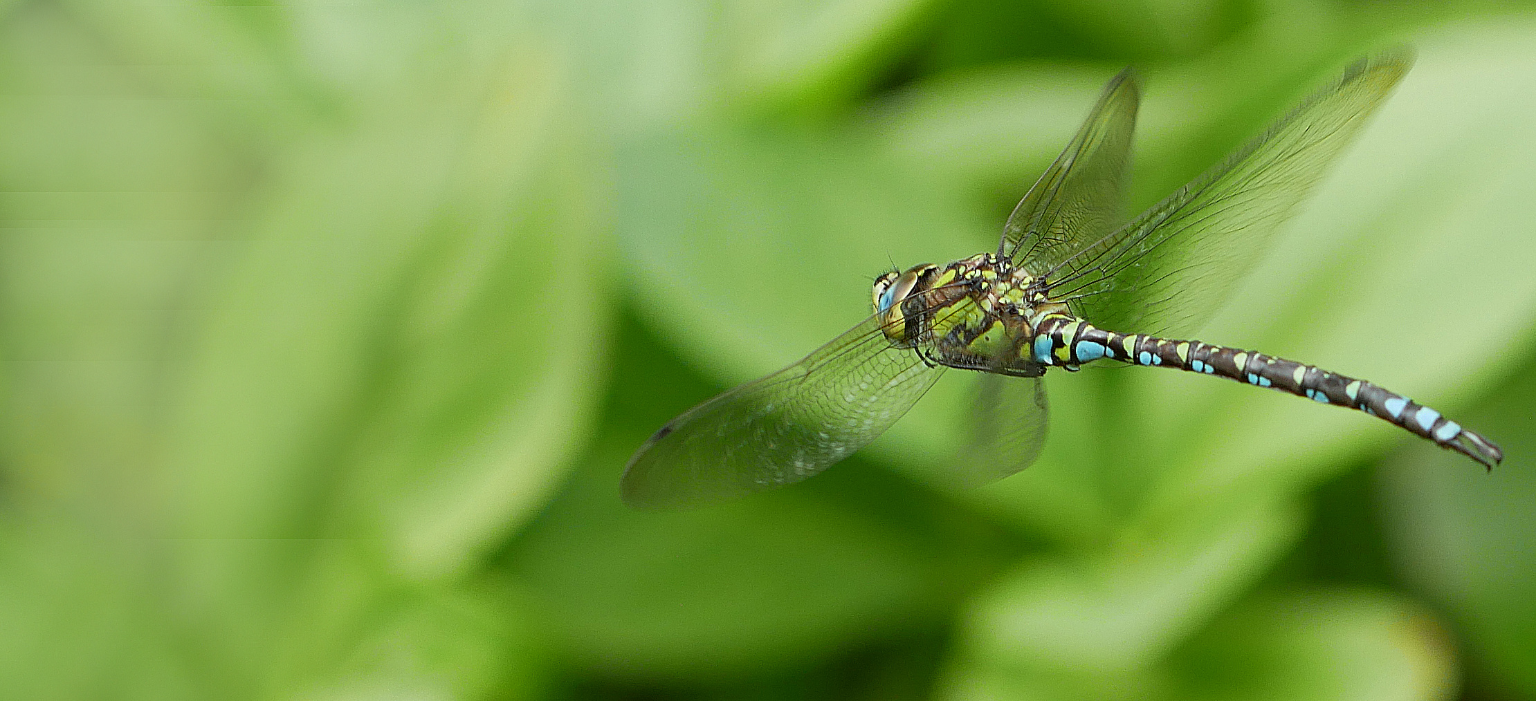 Libelle im Flug