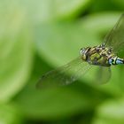 Libelle im Flug