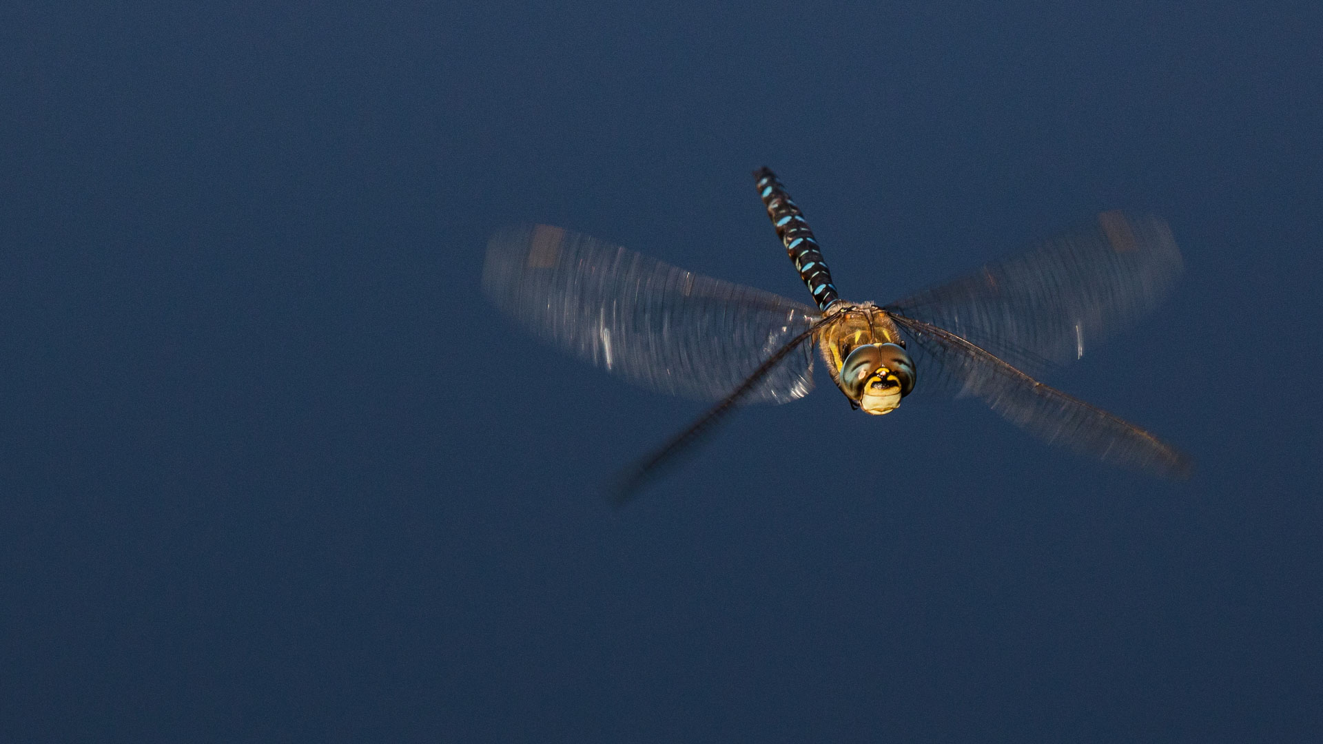 Libelle im Flug