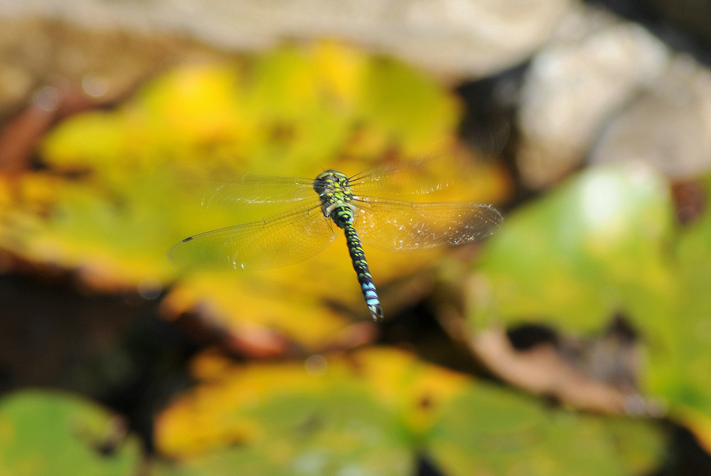 Libelle im Flug