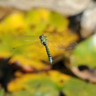 Libelle im Flug