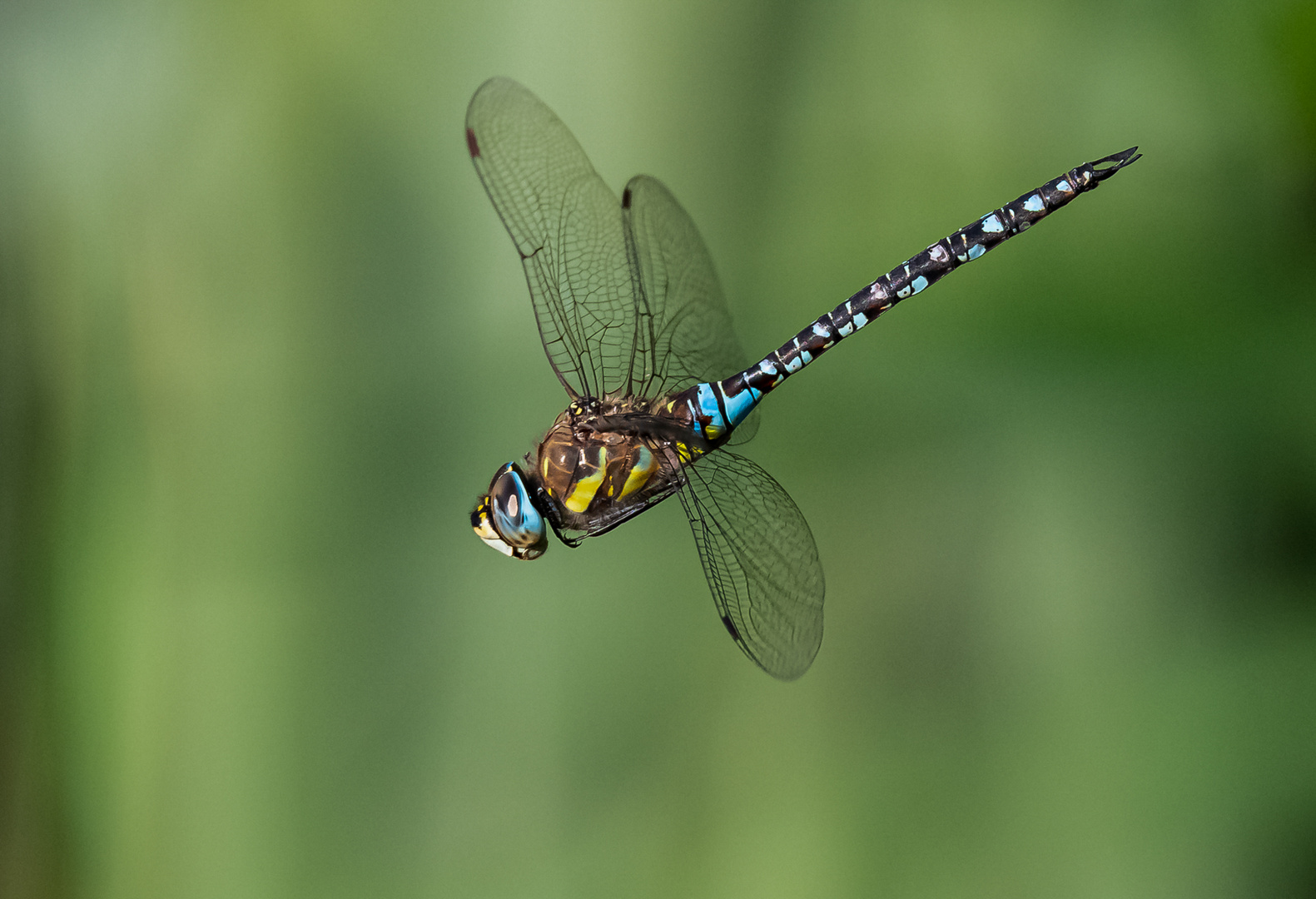 Libelle im Flug ...