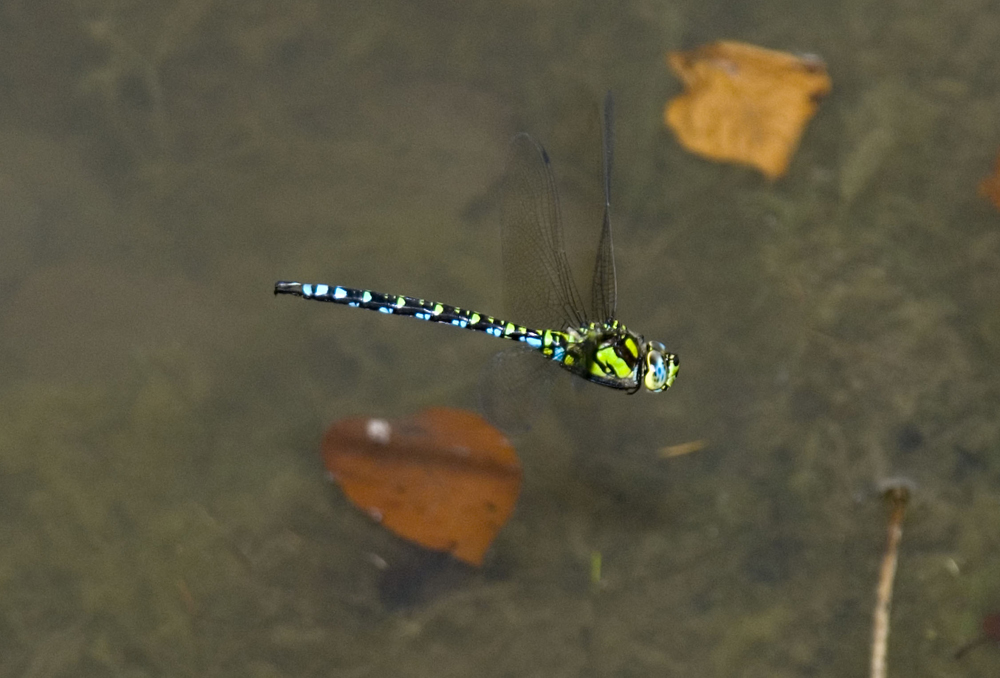 Libelle im Flug