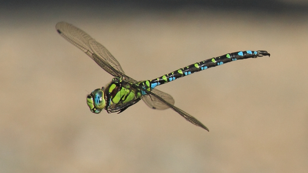 Libelle im Flug (Blaugrüne Mosaikjungfer)