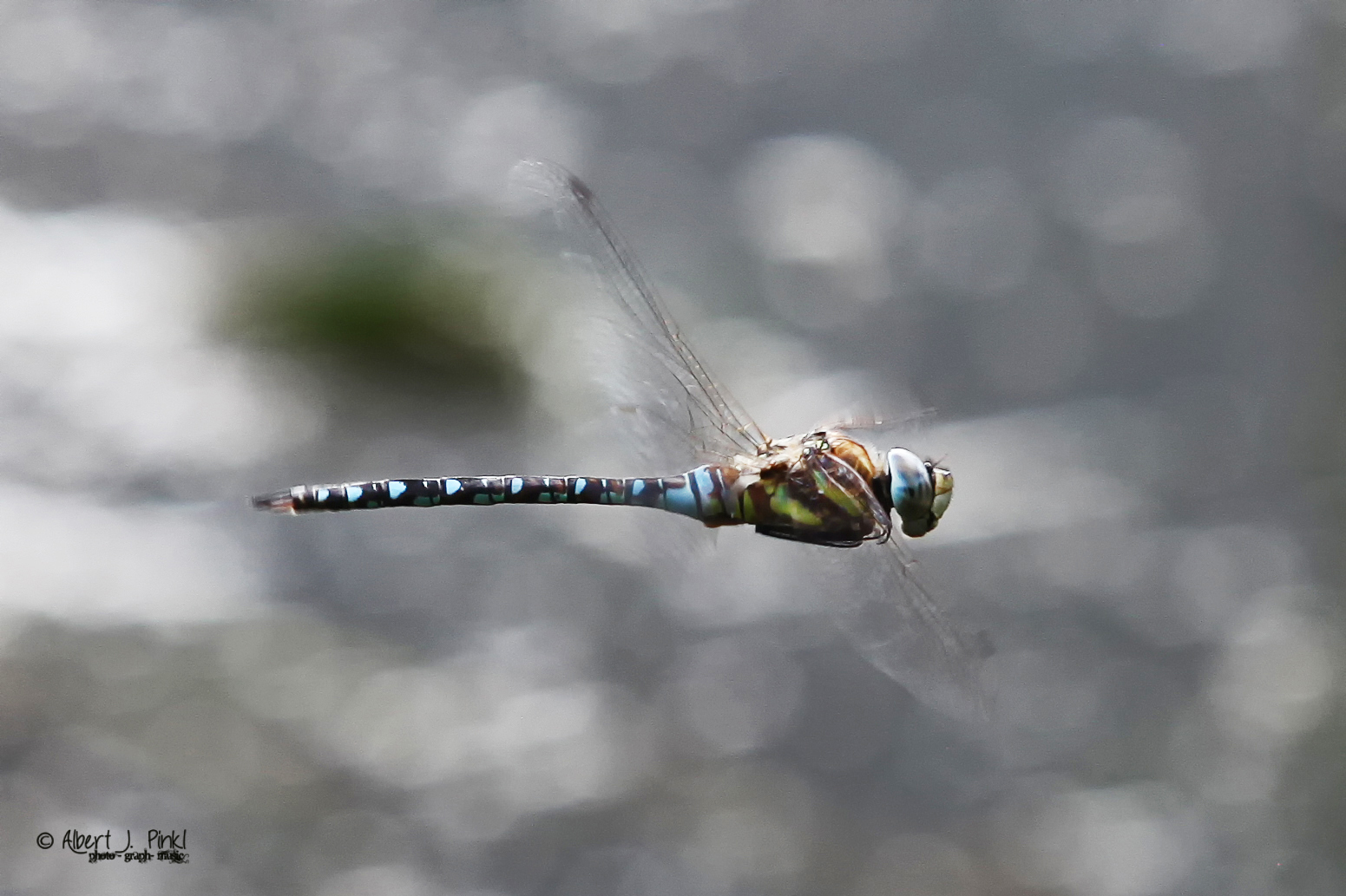 Libelle im Flug