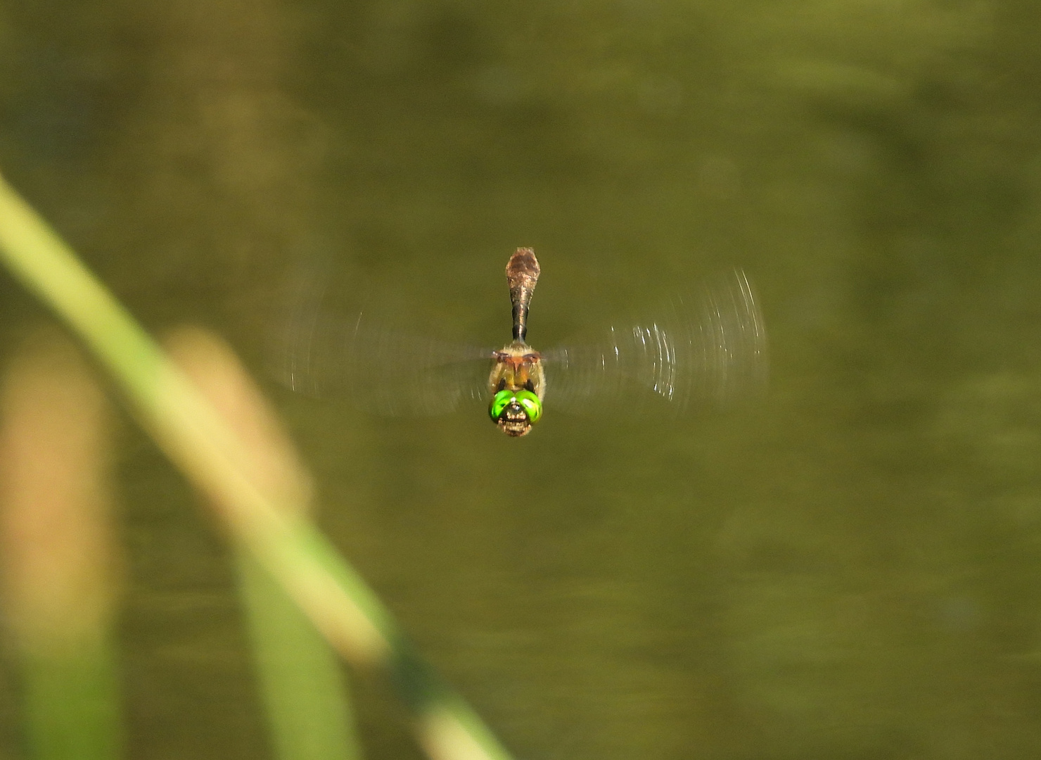 Libelle im Flug 