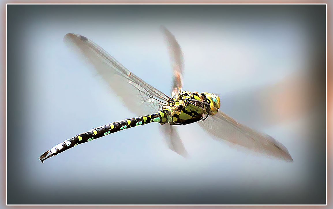 Libelle im Flug