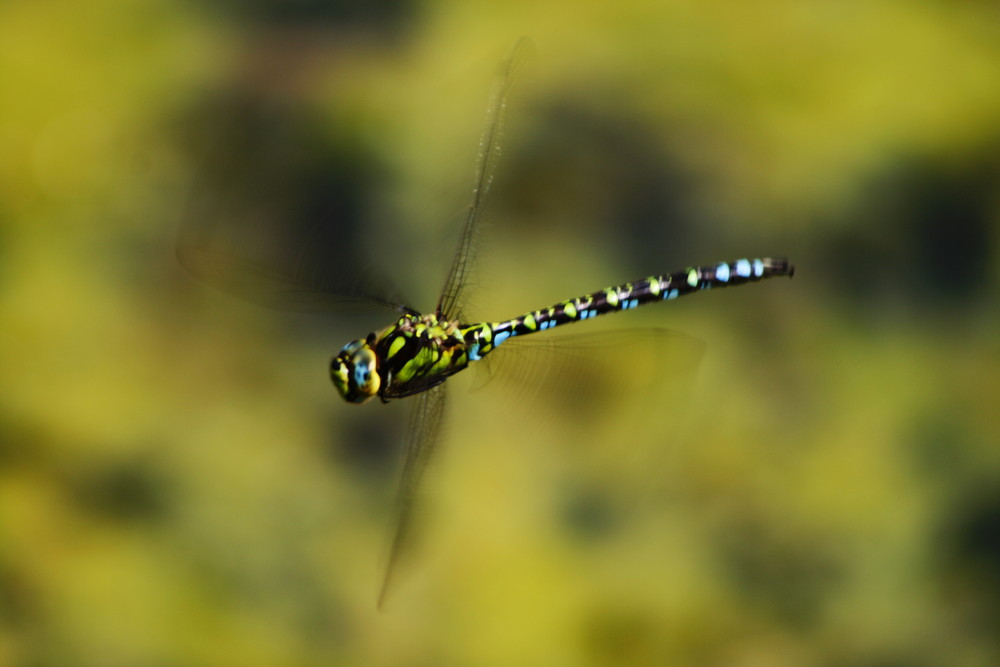 Libelle im Flug