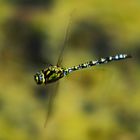 Libelle im Flug