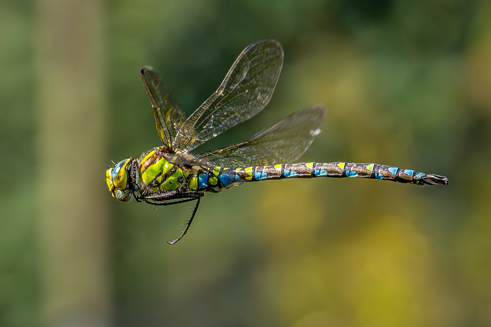 Libelle im Flug