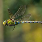 Libelle im Flug