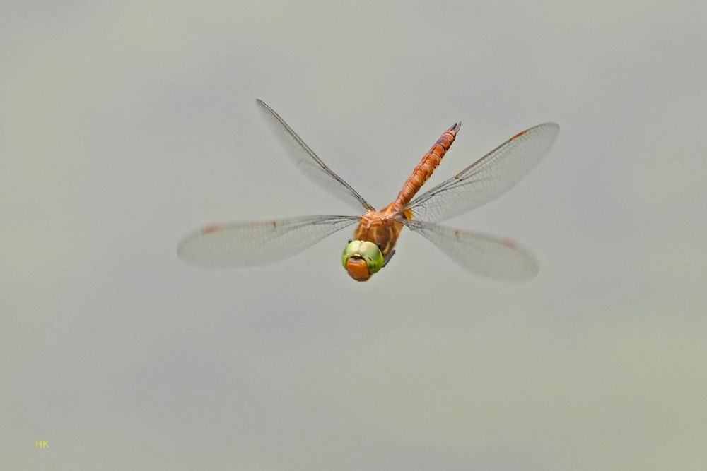 Libelle im Flug