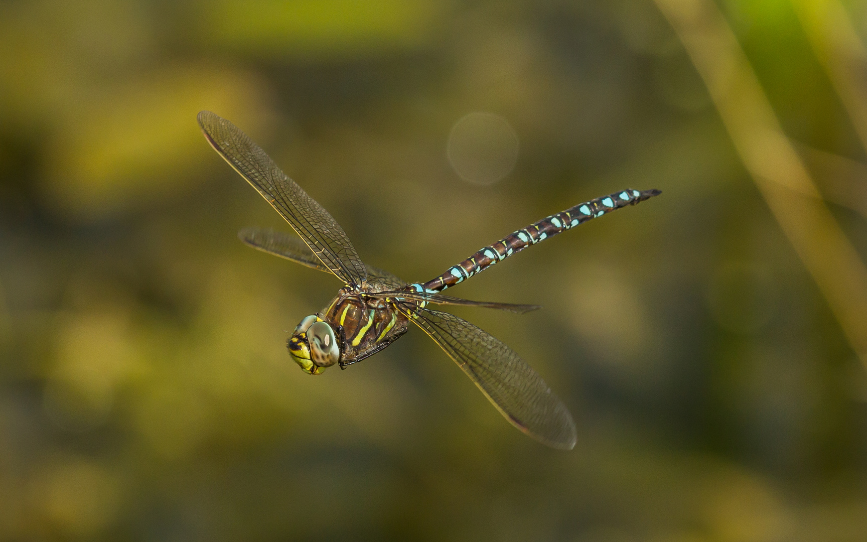 Libelle im Flug