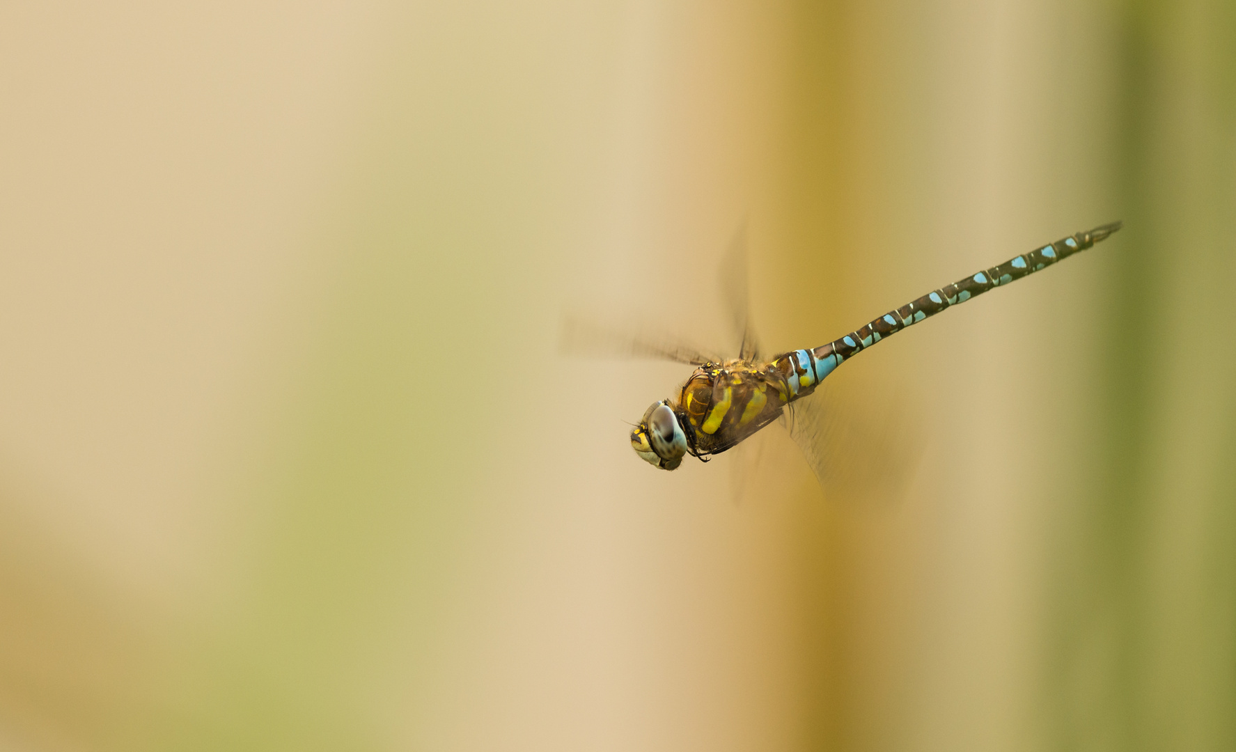 Libelle im Flug