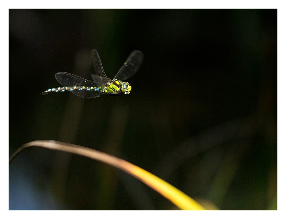 Libelle im Flug