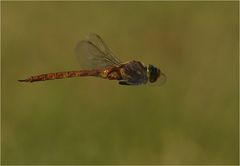 Libelle im Flug