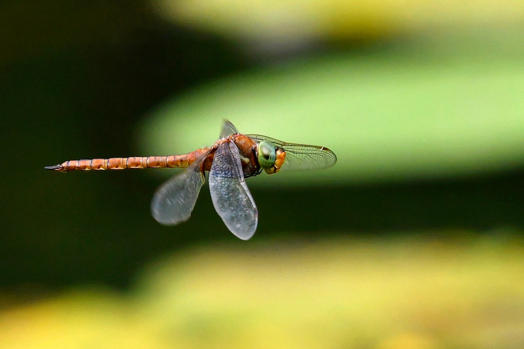 Libelle im Flug