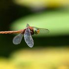 Libelle im Flug