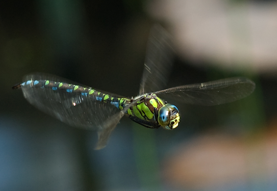 Libelle im Flug