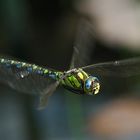 Libelle im Flug