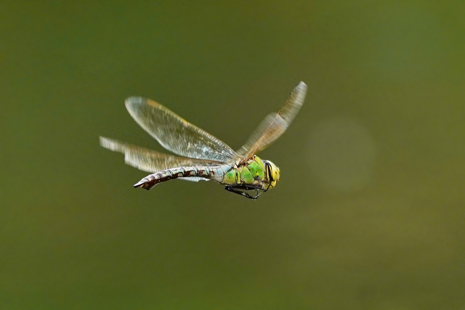 Libelle im Flug