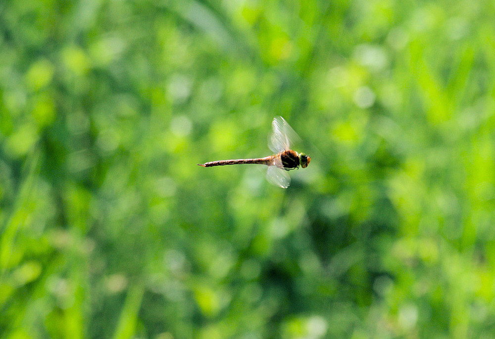 Libelle im Flug