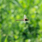 Libelle im Flug