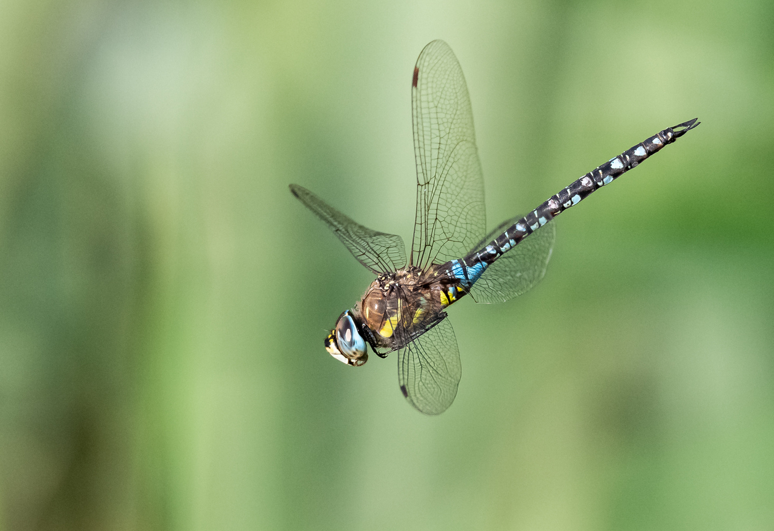 Libelle im Flug