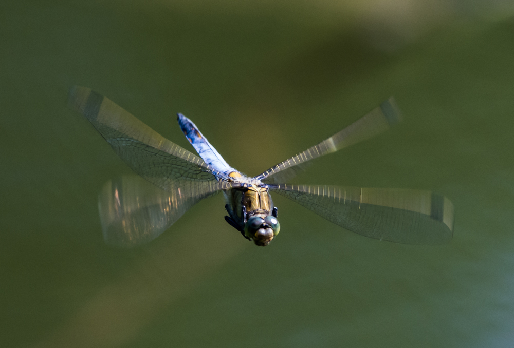 Libelle im Flug