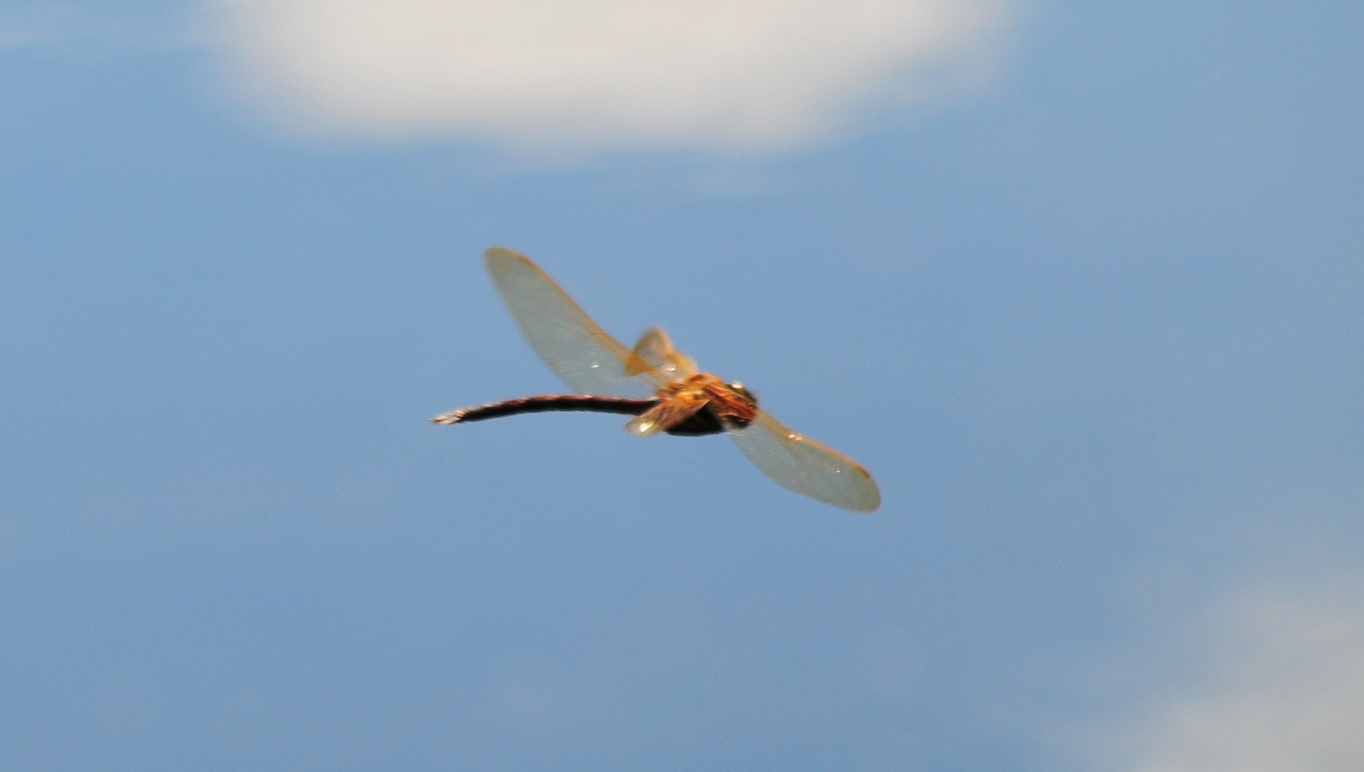 Libelle im Flug