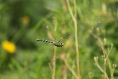 Libelle im Flug